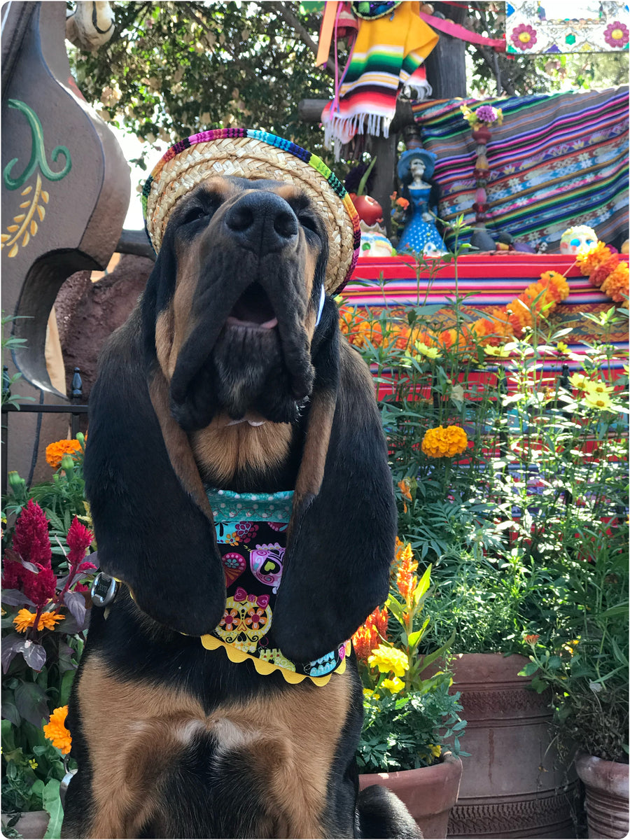 Pawsome Bandana - Poodle In Shop